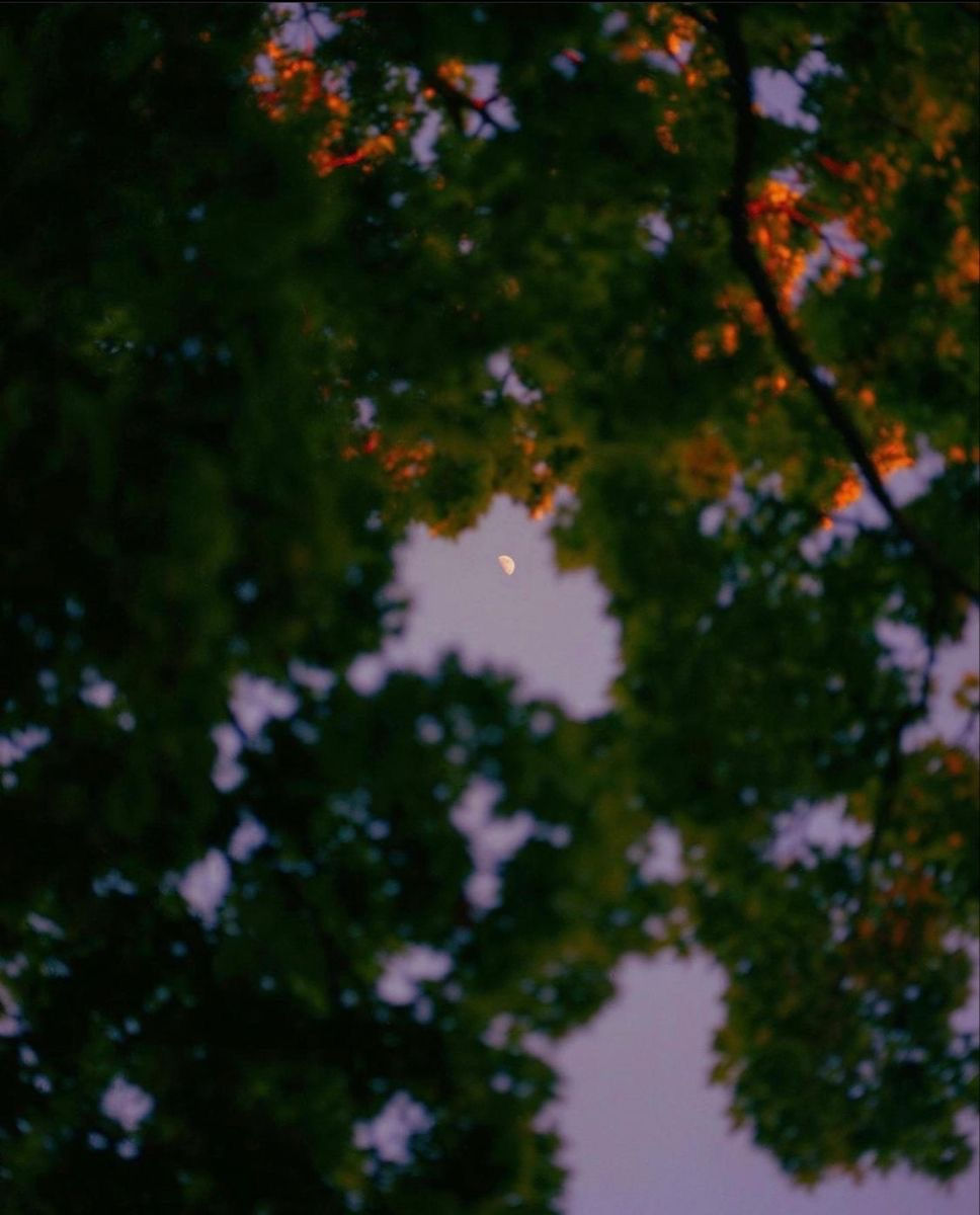 Blick durch Äste und Blüten in den Himmel als Symbol für Klarheit nach emotional ungesunden Beziehungen