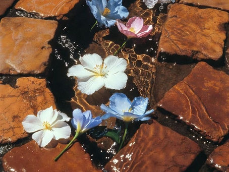 Blüten auf klaren Wasseransammlung