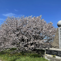 桜もそろそろ…