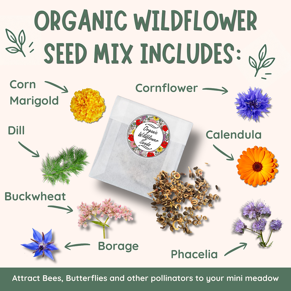 Wildflower Seeds for Bees and Butterflies