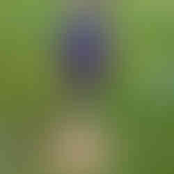 Child hammering steaks into mulch