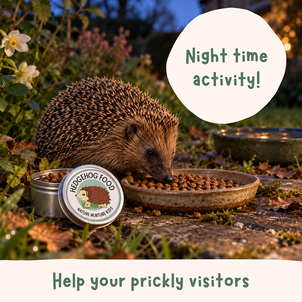 Thumbnail: Hedgehog feeding at night time