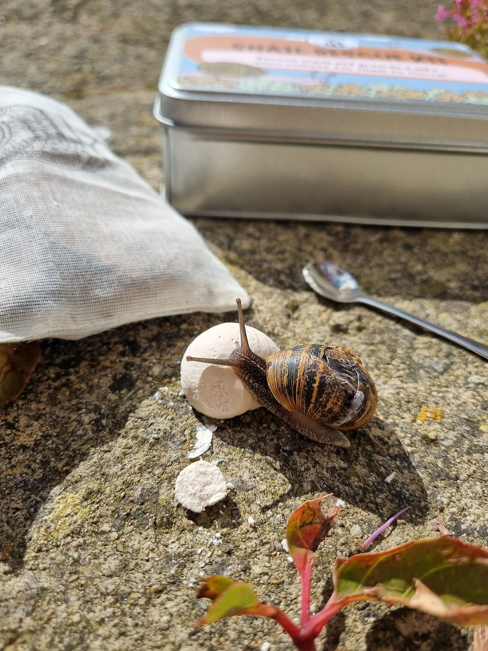 Snail eating calcium to repair its shell