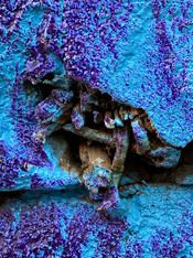 Blue Nail Study, NJ, 2020