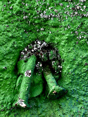Green Nail Study, NJ, 2020