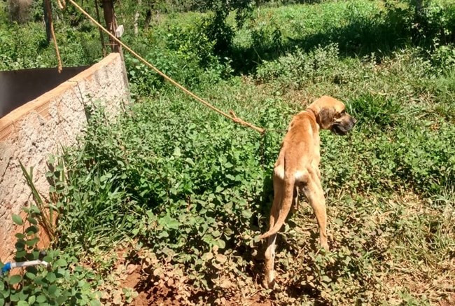 Homem é preso após amarrar cachorro e abandoná-lo para morrer em Mateus Leme