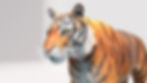 Tiger_Render9 copy.jpg