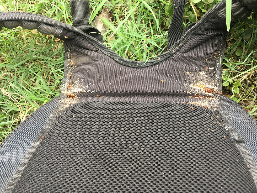 Bed Bugs Infesting A Backpack