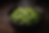 Marinated Spicy Edamame