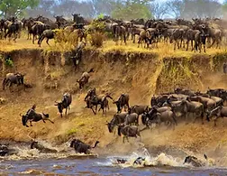 Wildebeest-Migration-Safari