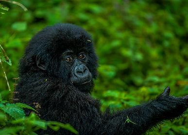 Gorilla Trekking in Rwanda and Uganda