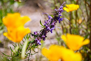 Book a Fungi Tour Today