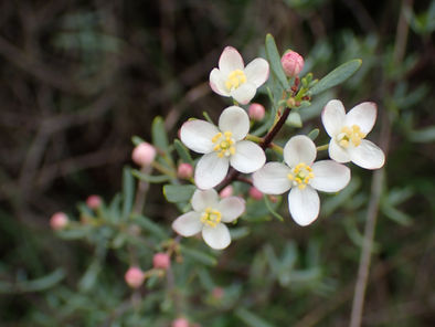 A Guide to Early Blooming Wildflowers in San Diego