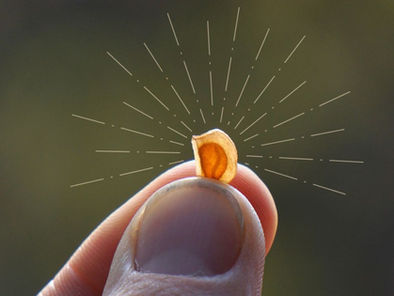The Seed of an Idea