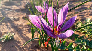The Rise of Saffron Farming in California: A High-Value Crop with Big Potential