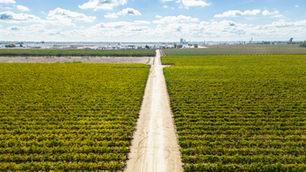 USDA Grants Put on Ice: How the Government Shutdown Silences Critical Agricultural Funding