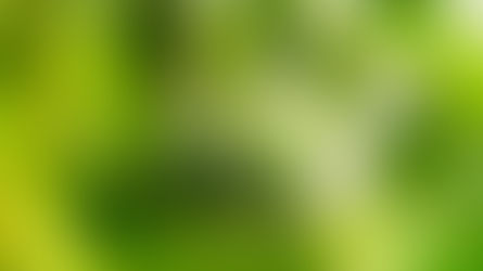 California’s Avocado Empire Is Shrinking: Why San Diego Growers Are at a Breaking Point