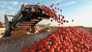 California Tomato Season Kicks Off: Key Insights from Morning Star’s February Update