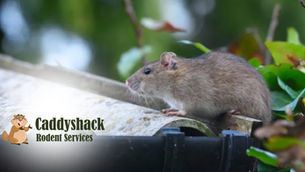 “Plague of Rats” Threatens California Almond Orchards: Over $300 Million in Losses Feared