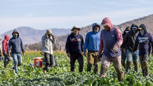 California Farm Bureau Warns Immigration Gaps Could Cripple State Agriculture