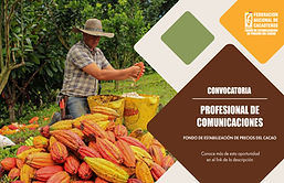 Fruto de cacao
