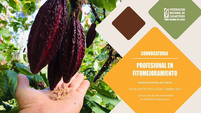 Fruto de cacao