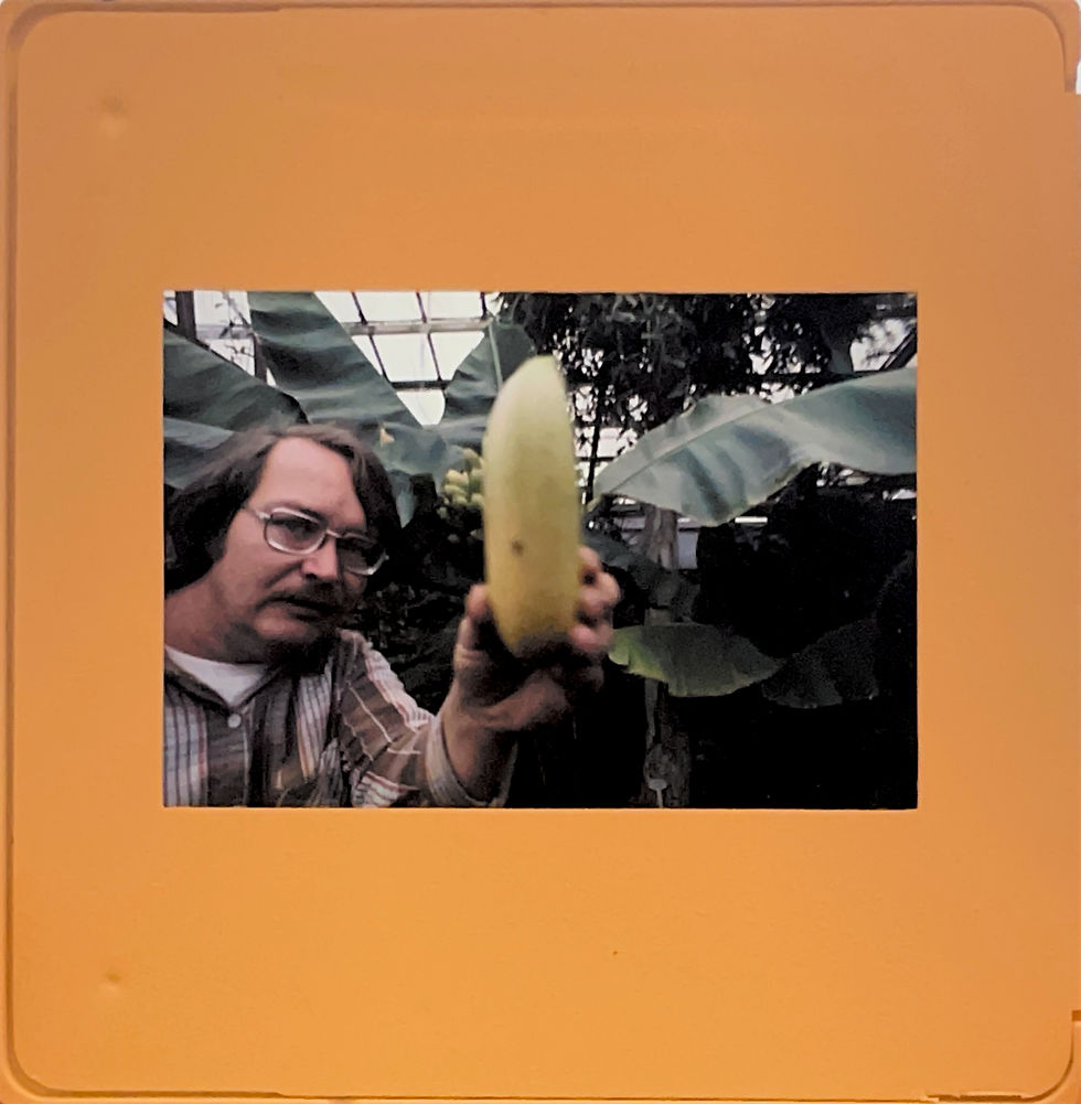 Man with Banana - Reverse