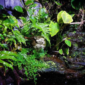 "The Pond"