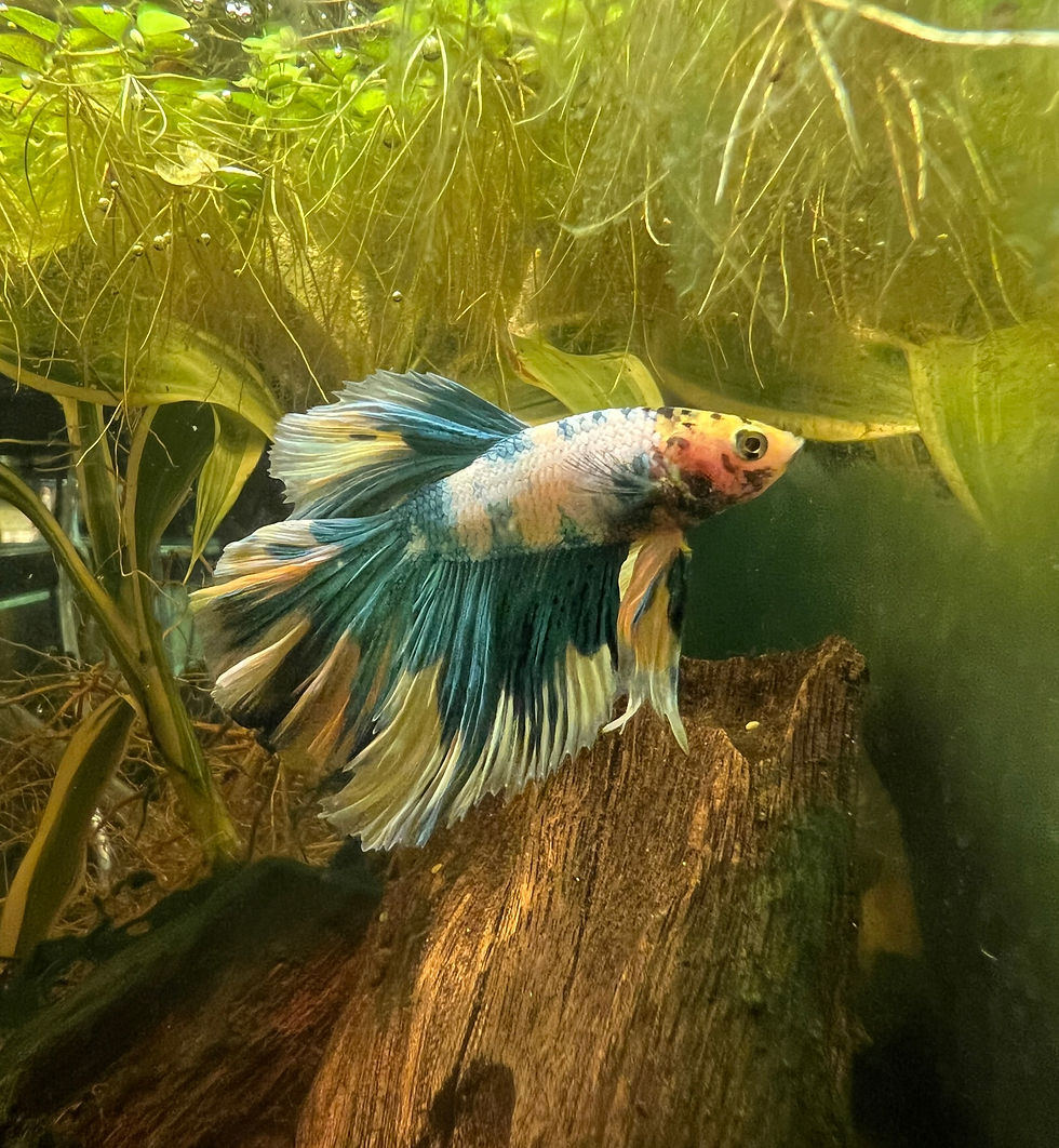 Blue Koi Betta Male