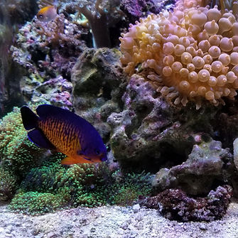 Saltwater coral reef
