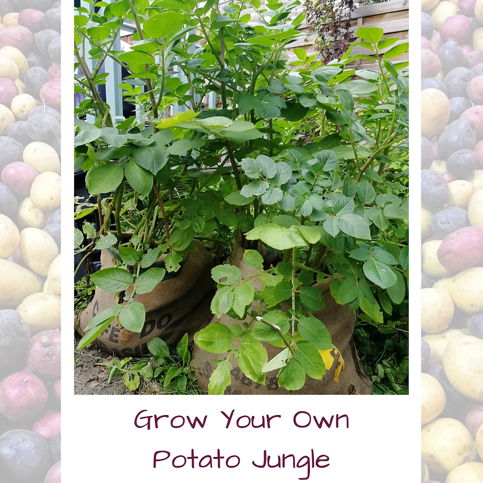 Thumbnail: Potato Growing Kit