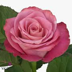 Opus Rose