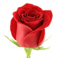 Freedom Rose