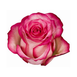 Carrousel Rose