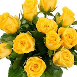 Millenium Yellow Rose