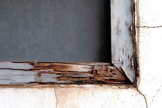 AAP_TermiteInspections.jpeg