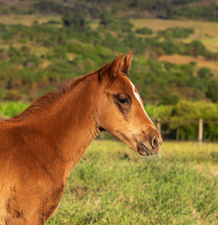 Foal