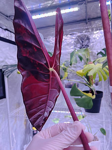 DFX_6488.JPG