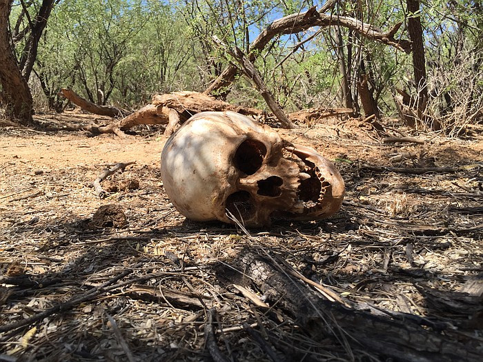 Skull in the desert