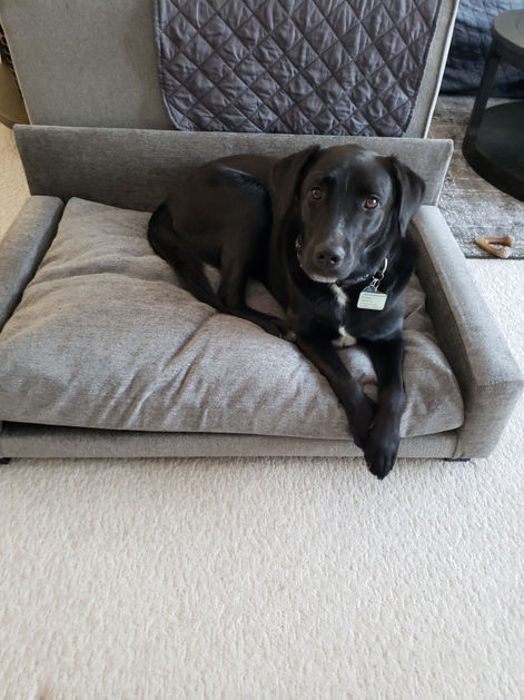 Image of a dog using Club Nine Pets Bed sent in by customers