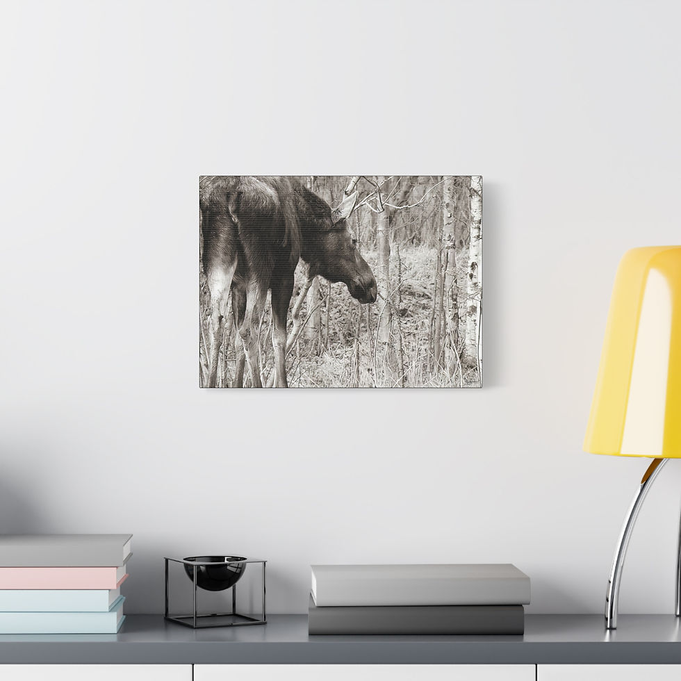 Thumbnail: Hindsight Canvas Print