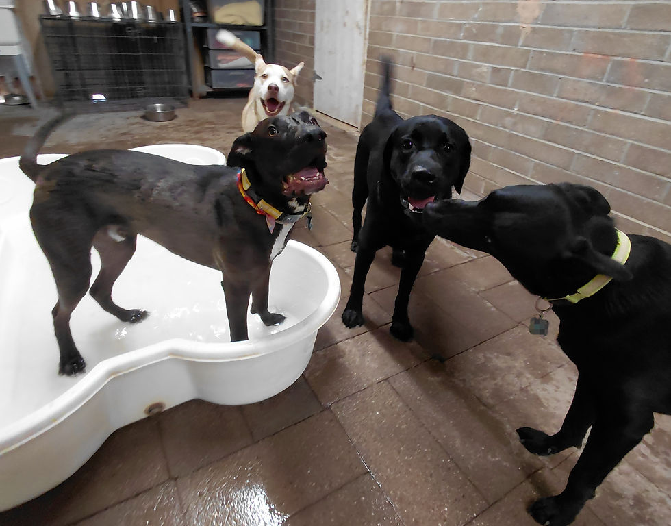 Bruce, Balto, Cooper, and Murphy are where the party's at! These four had a BLAST together zooming about, splashing, and being so squishy and cute for their brushouts.