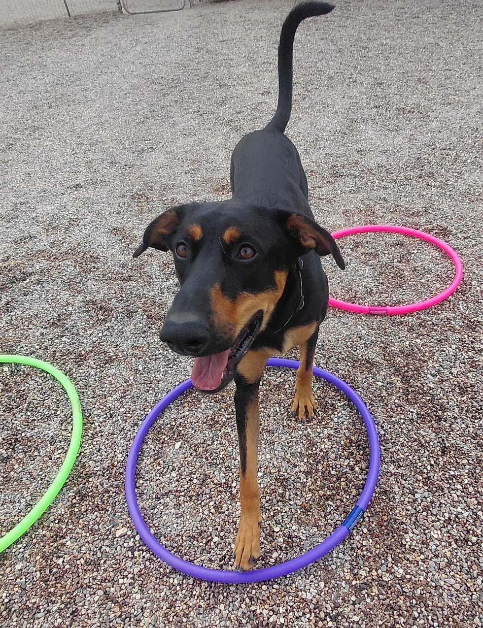 Cali, Finley, Brooke, Lexi and Theo are being too cute while the show off their hoop skills.  It's been a wonderful day hanging with awesome friends and playing fun games. 
