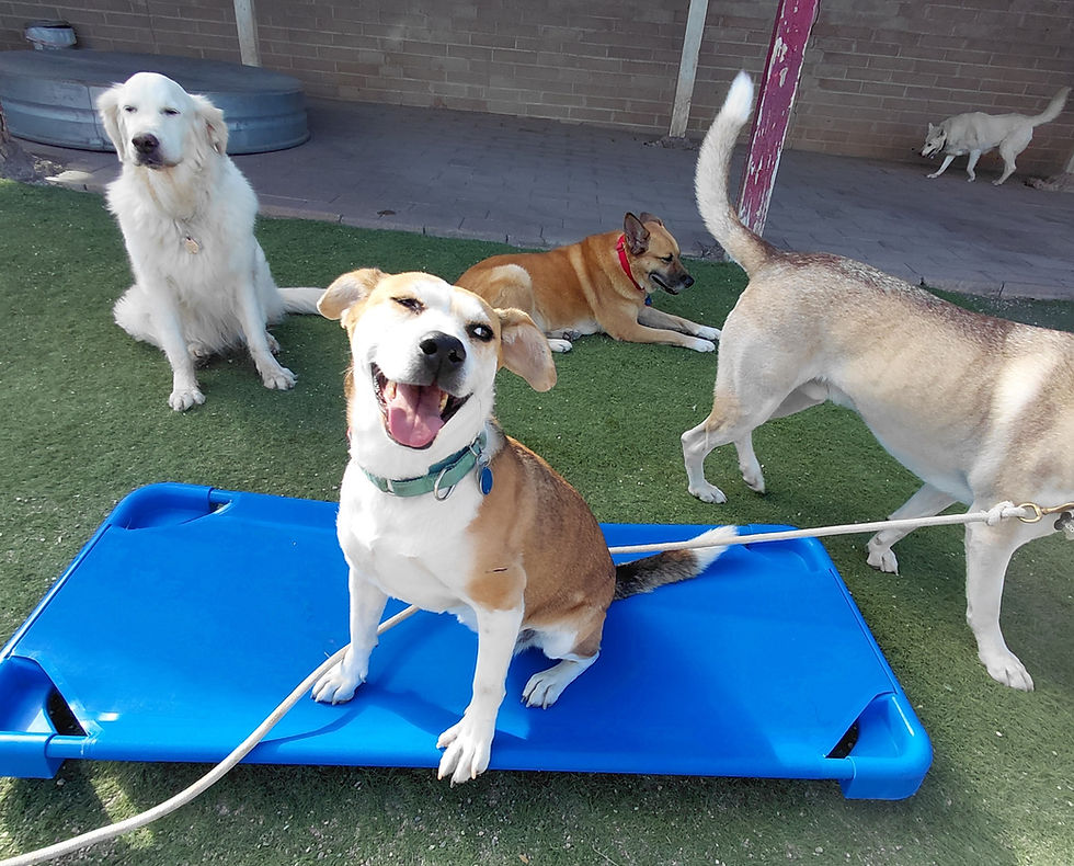 Charlie, Molly, Abby, Balto, Daisy, and Jessie are being their silliest selves over at the barn today! 