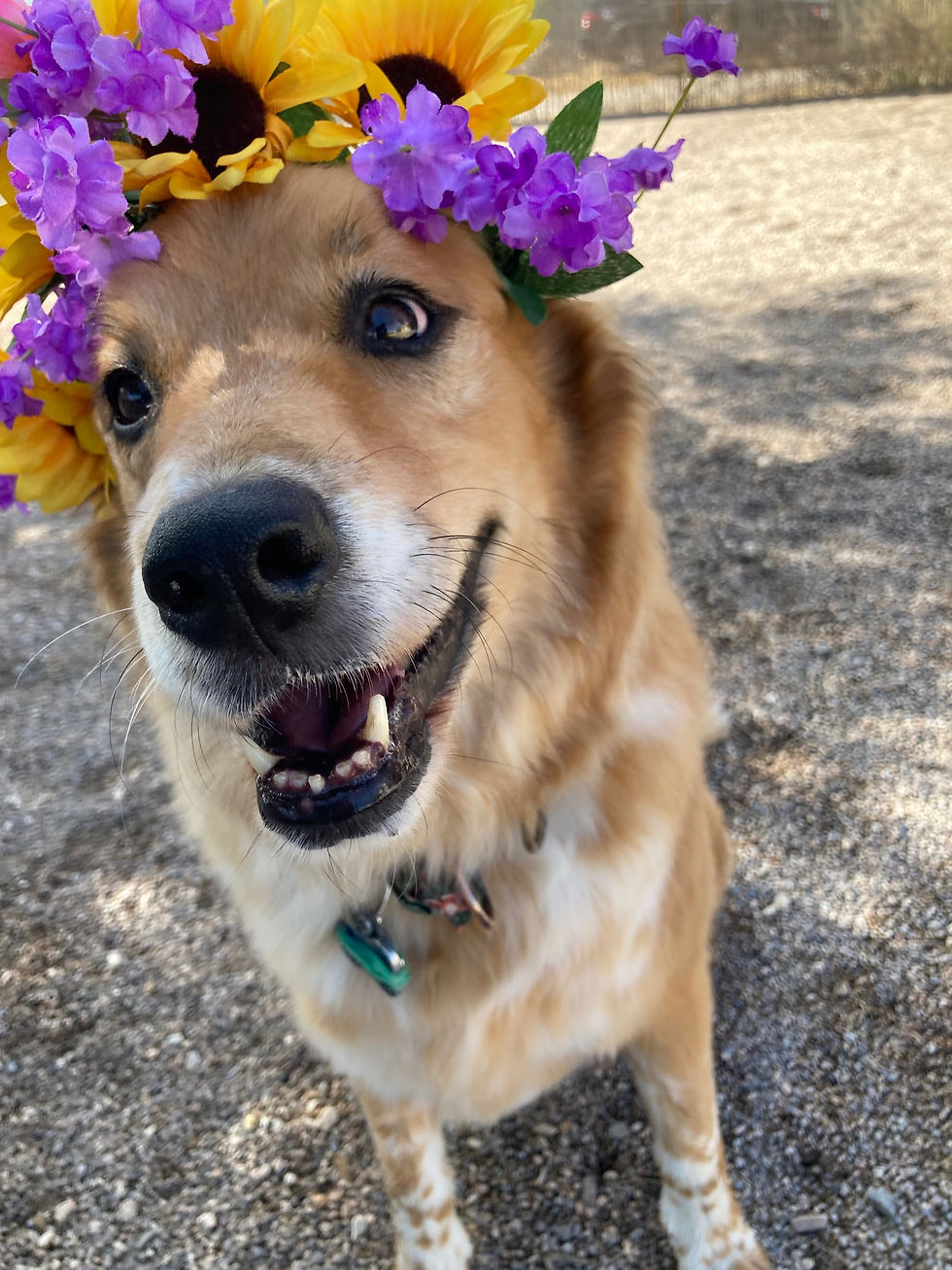 Louie, Celek, Abby, Gem, Kona, and Jessie are a gentle group! They play at their own page, lounge, and get lots of love from our staff!
