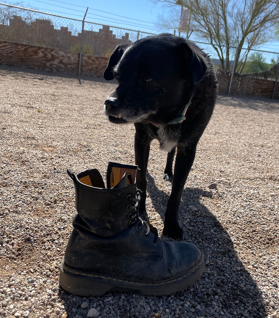 Billy, Frodo, Bits, Gary, Duke, Oreo, Pogo, & Kylo loved getting to use their olfactory sense on these old boots. They were also quite exuberant about the pools!