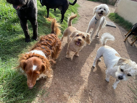 Gary, Pogo, Momo, Duke, Kylo, Billy, Koda & Oreo are having an amazing morning! It's a beautiful day spent, exploring, zooming & just having fun.  They were all excited to check out the scent box too!