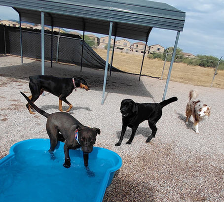 Bruce, Cooper, Vito, Barnes & Joey are getting goofy playing games and splashing about. These boys just love the hoop activity too.  They're always happy and love having fun! 