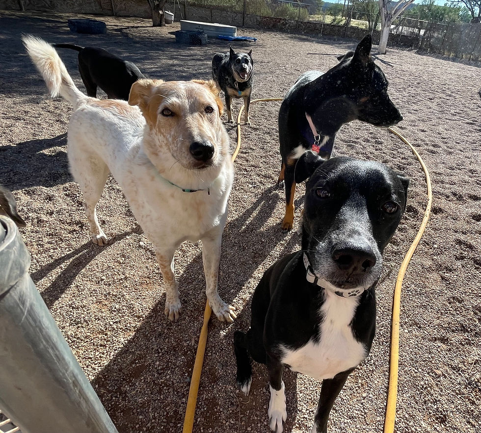 Jojo, Ellie, Lexi, Tala, Theo, Argus, and Solana had a spring in their step today! The platforms were super fun to play on for this crew!