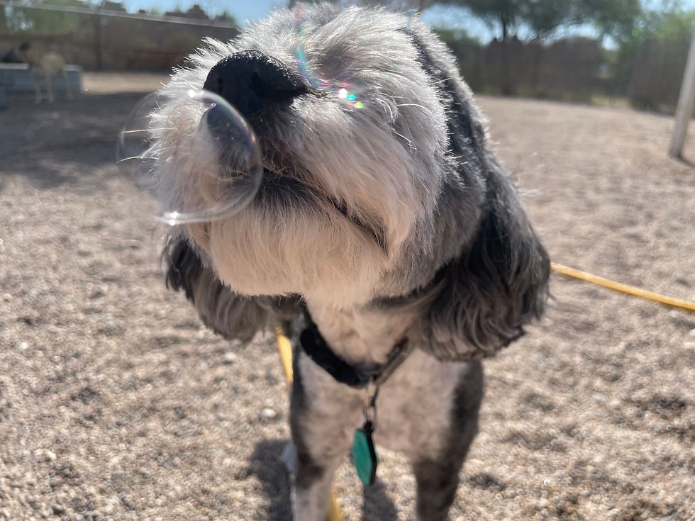 Owa, Izzie T. Izzie H., Levi, Mac, Clementine, Riley, and Matilda looked so magical surrounded by sparkly bubbles!